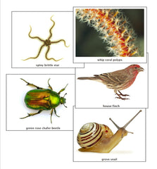 Major Phyla of the Animal Kingdom, file for printing