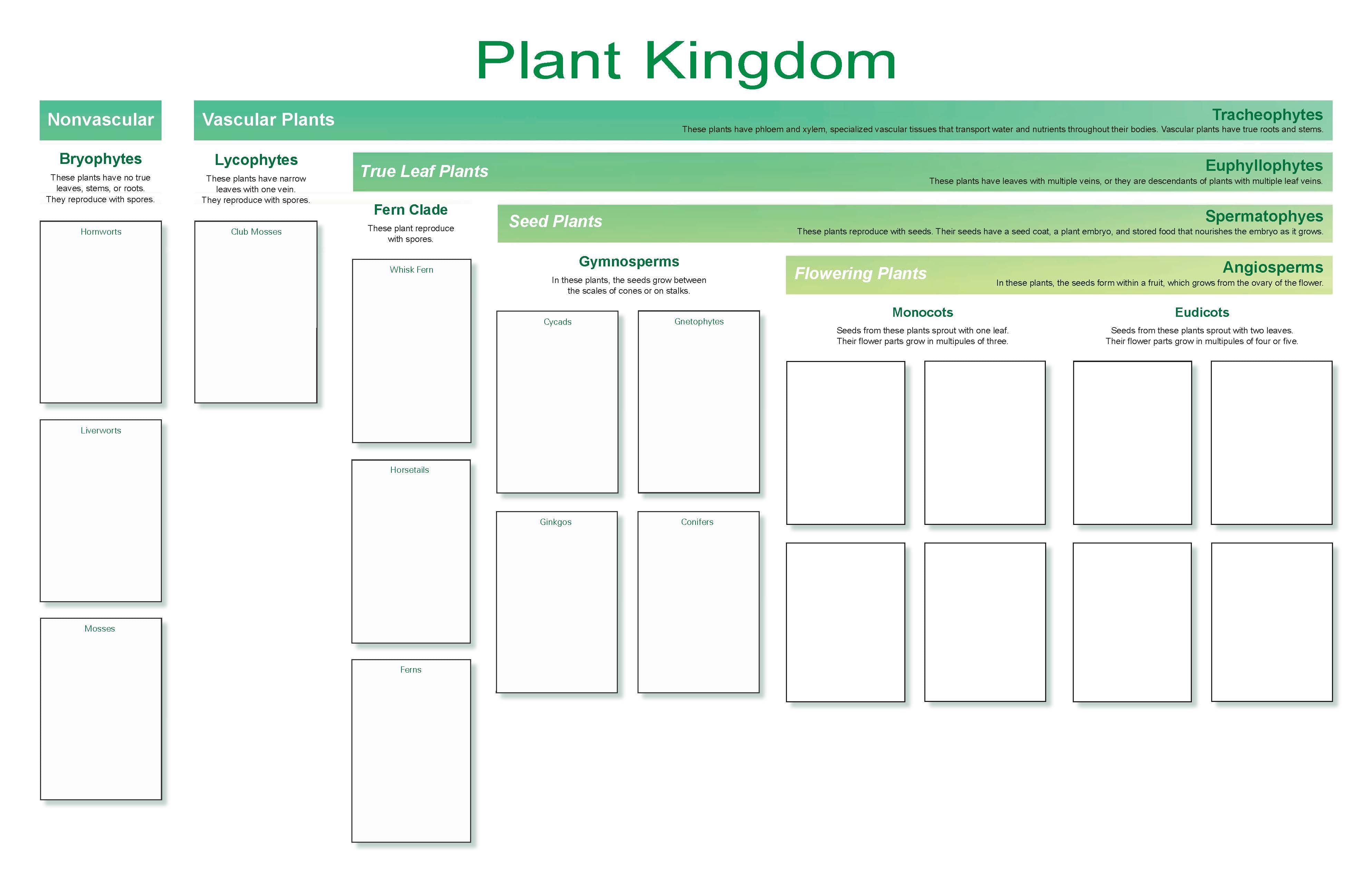 Plant Kingdom Chart and Cards