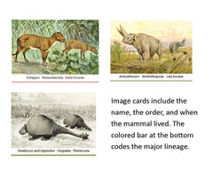 The Story of Mammals