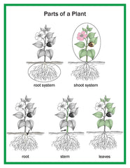 Illustrated Botany for Children - Part 1