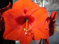 Amaryllis Blooming