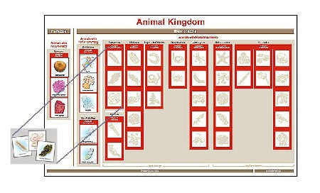 Animal Kingdom Chart