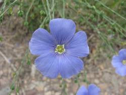 Flower Cards for Botany Study