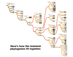 From Chordates to Mammals: Exploring the Tree of Life