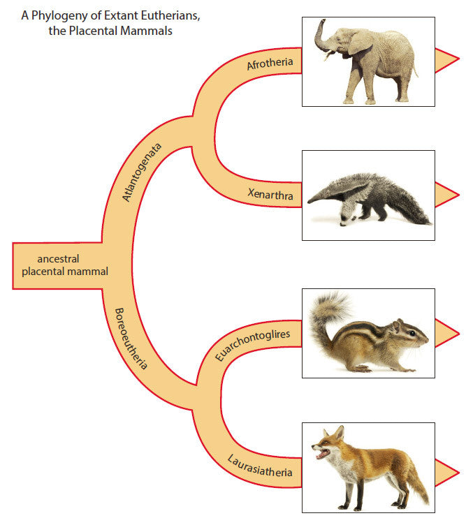 From Chordates to Mammals: Exploring the Tree of Life
