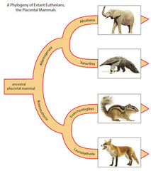 From Chordates to Mammals: Exploring the Tree of Life