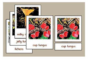 Fungi