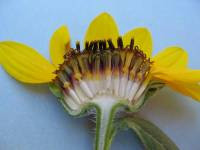 Flowering Plant Families