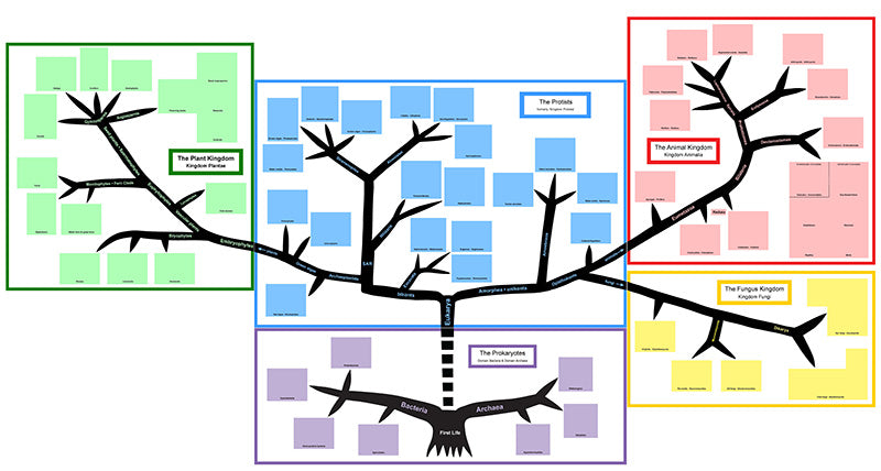 Kingdoms of Life Connected - Tree of Life Chart