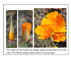 What Flower Is Growing Here? - printed cards
