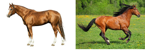 Mammal Adaptations for Movement