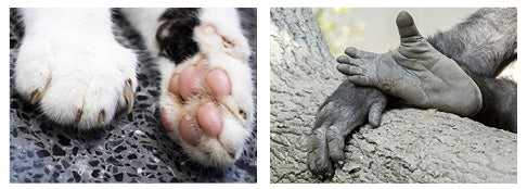 Whose Foot Is This?