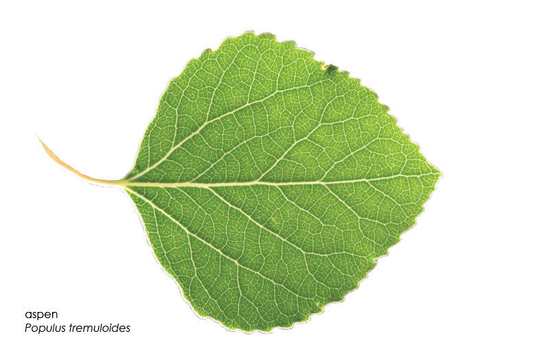 Leaf Shapes & Margins -- Printed Cards