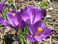 Early Spring Flower Cards from Big Picture Science