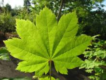 Plant Lessons Part 1 PDF