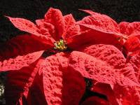 poinsettias