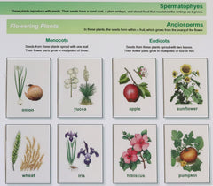 Plant Kingdom Chart and Cards
