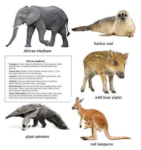 Diversity of Mammals - file for printing