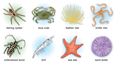 Cards for the Animal Kingdom Chart