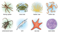 Cards for the Animal Kingdom Chart