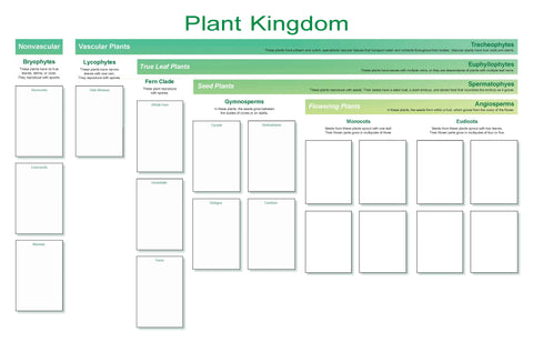 Plant Kingdom Chart and Cards