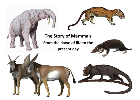 The Story of Mammals