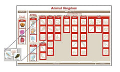 Cards for the Animal Kingdom Chart
