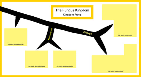 The Fungus Kingdom, 2022