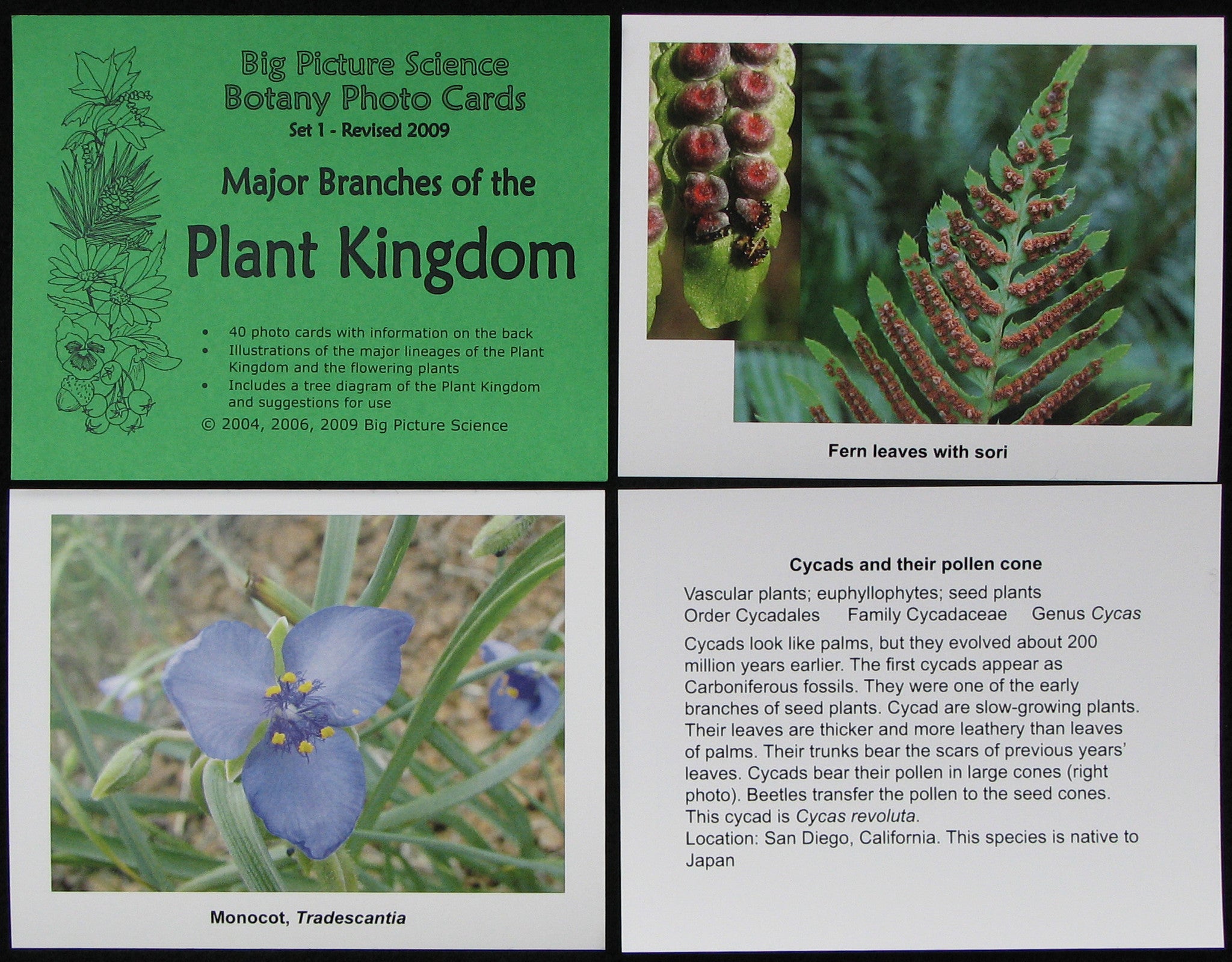 Photo Card set 1 - Major Branches of the Plant Kingdom