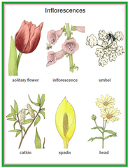 Illustrated Botany for Children - Complete set