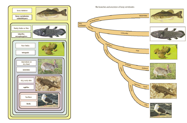 Vertebrate Nesting and Branching Diagrams