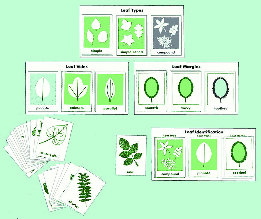 Leaf Characteristics from inprint for children