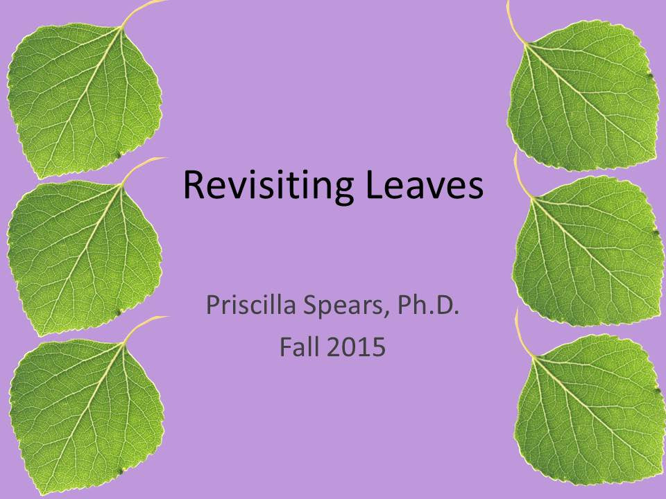 Revisiting Leaves - PowerPoint