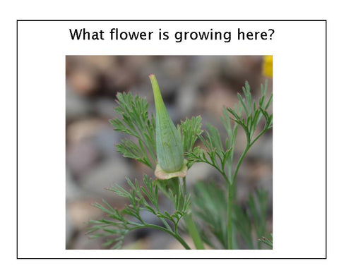 What Flower Is Growing Here? - file for printing
