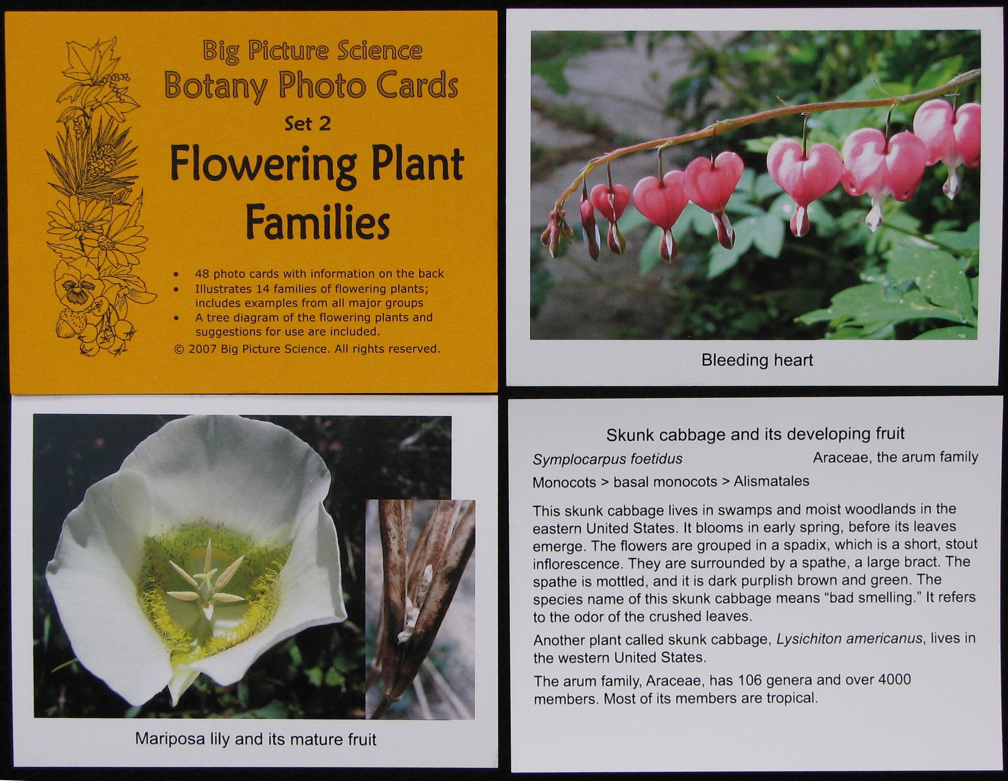 Flowering Plant Families photocard set from Big Picture Science