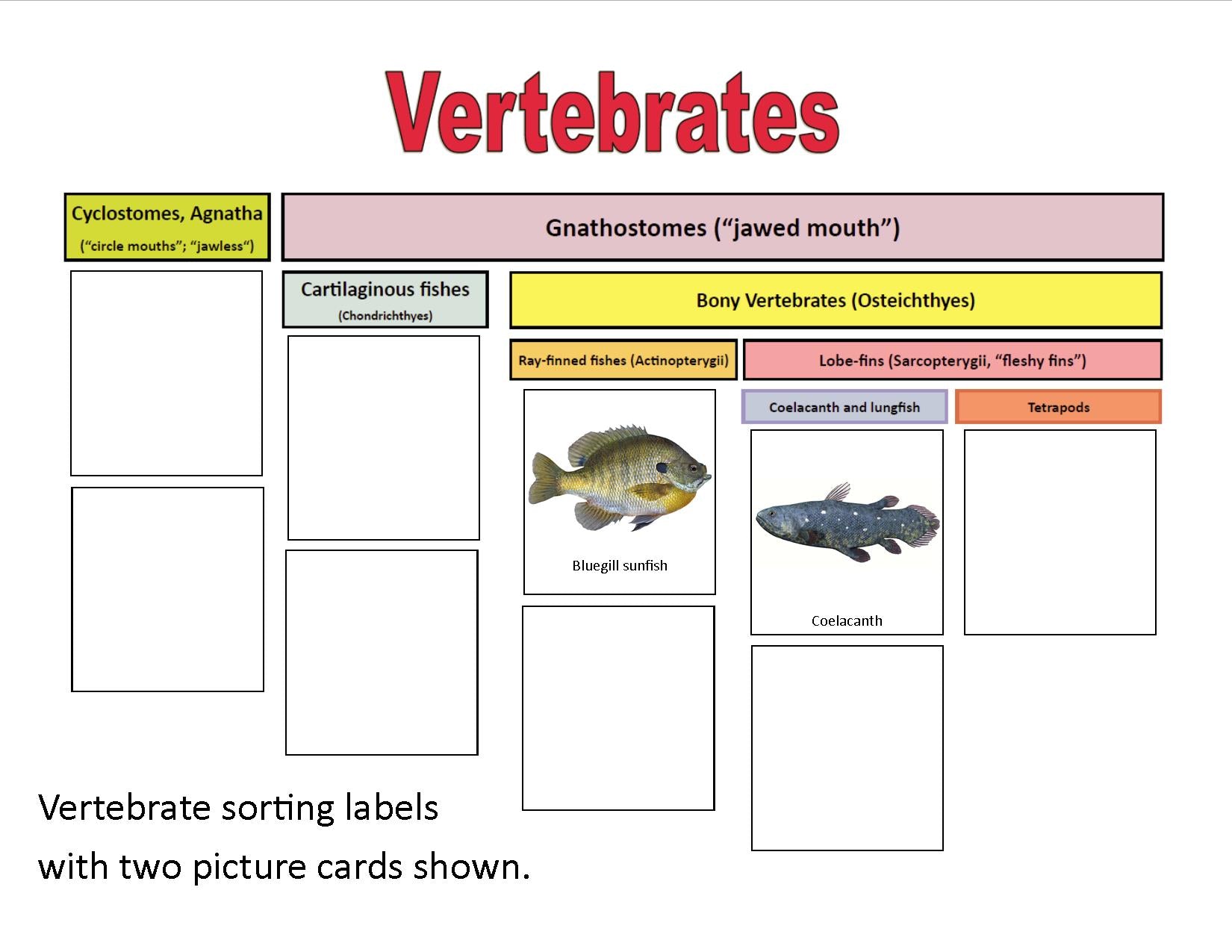 Sorting Branches on the Tree of Life: Vertebrates and Plants - file for printing