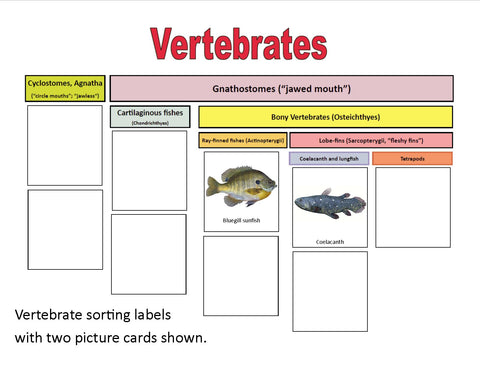 Sorting Branches on the Tree of Life: Vertebrates and Plants - printed cards
