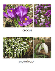 Early Spring Flower Cards - file for printing