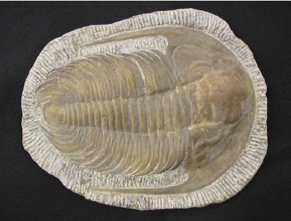 Outline of Geologic Time and the History of LIfe -- trilobite photo