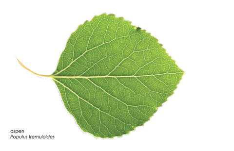 Leaf Shapes & Margins -- Digital Download