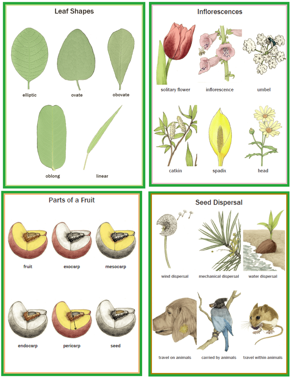 Illustrated Botany for Children - Wall charts only
